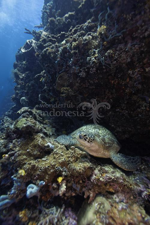 생성된 이미지