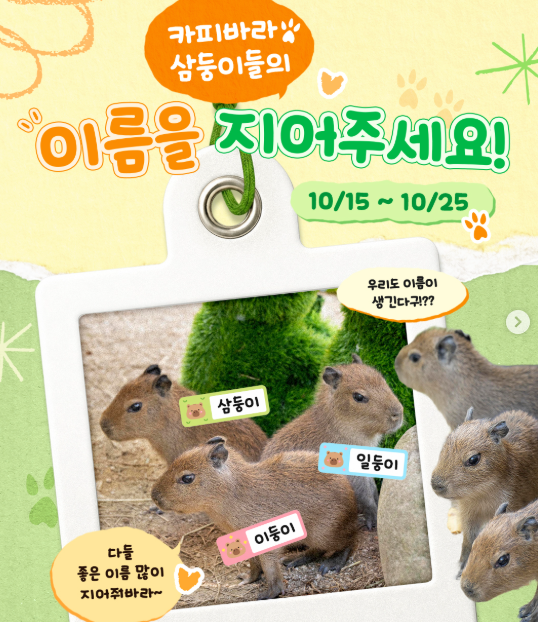 에버랜드 카피바라 세쌍둥이 이름짓기 이벤트, 참여만 해도 굿즈 준다고?