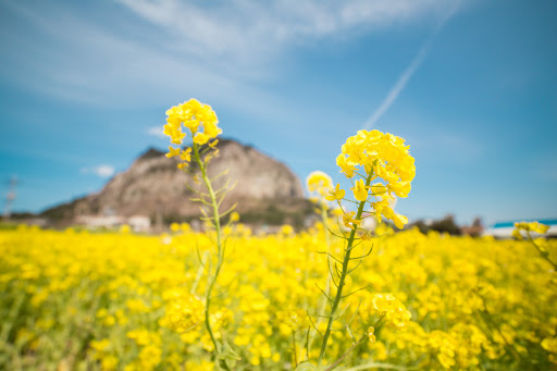봄, 제주 동부 해안을 따라 떠나는 하루 완벽 코스